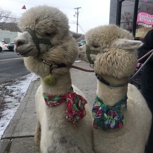 Meet your Posher, Maya